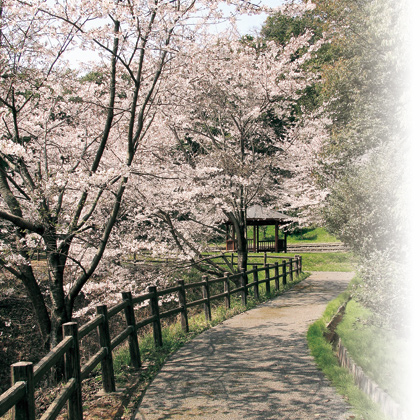 桜のころ